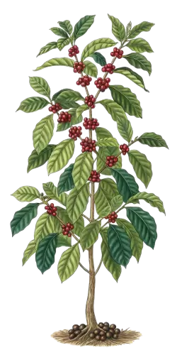 Imagen PNG para descargar